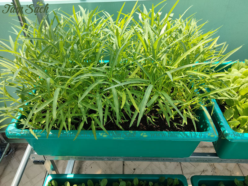 cách trồng rau muống tại nhà