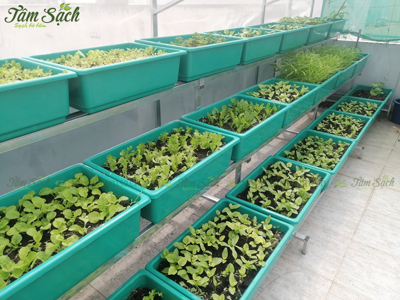 kệ trồng rau sạch 3 tầng TPHCM