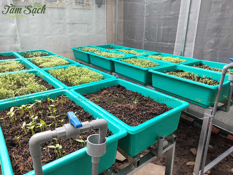 kệ trồng rau trên mặt phẳng
