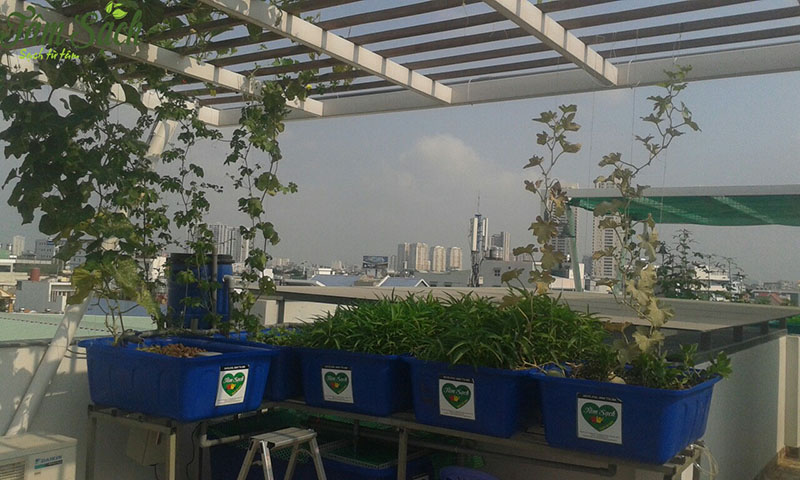 khu vườn rau tự trồng tại nhà quận 2