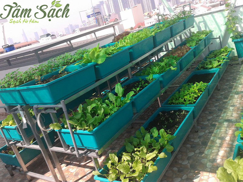 khu vườn rau tự trồng tại nhà quận 2