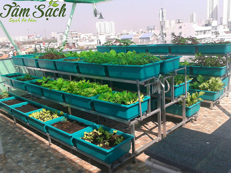 khu vườn rau tự trồng tại nhà quận 2