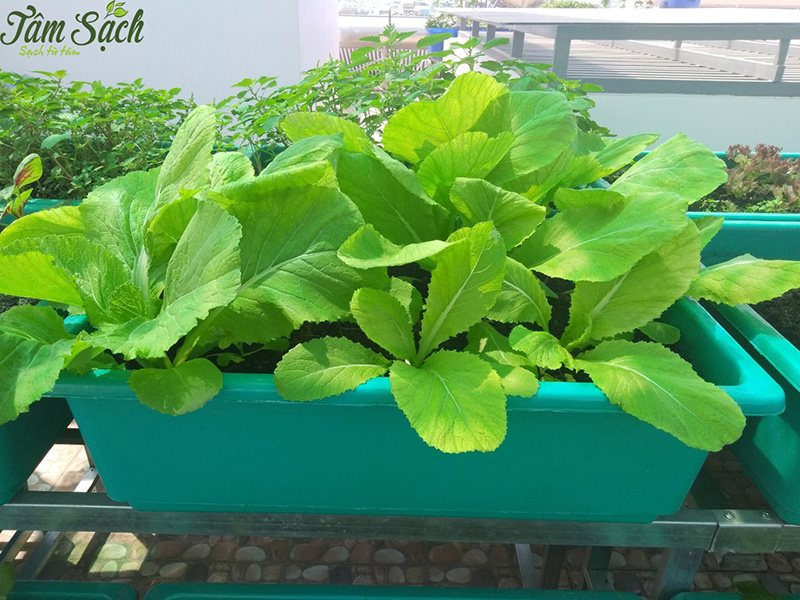 khu vườn rau tự trồng tại nhà quận 2