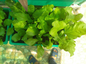 khu vườn rau tự trồng tại nhà quận 2