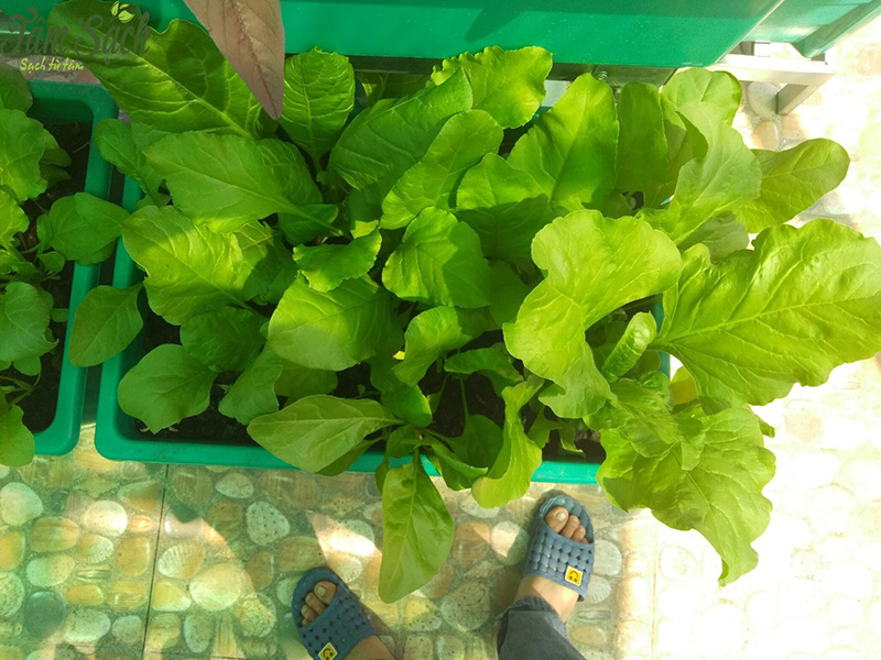 khu vườn rau tự trồng tại nhà quận 2