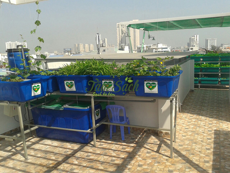 khu vườn rau tự trồng tại nhà quận 2