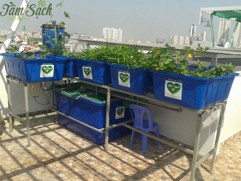 khu vườn rau tự trồng tại nhà quận 2