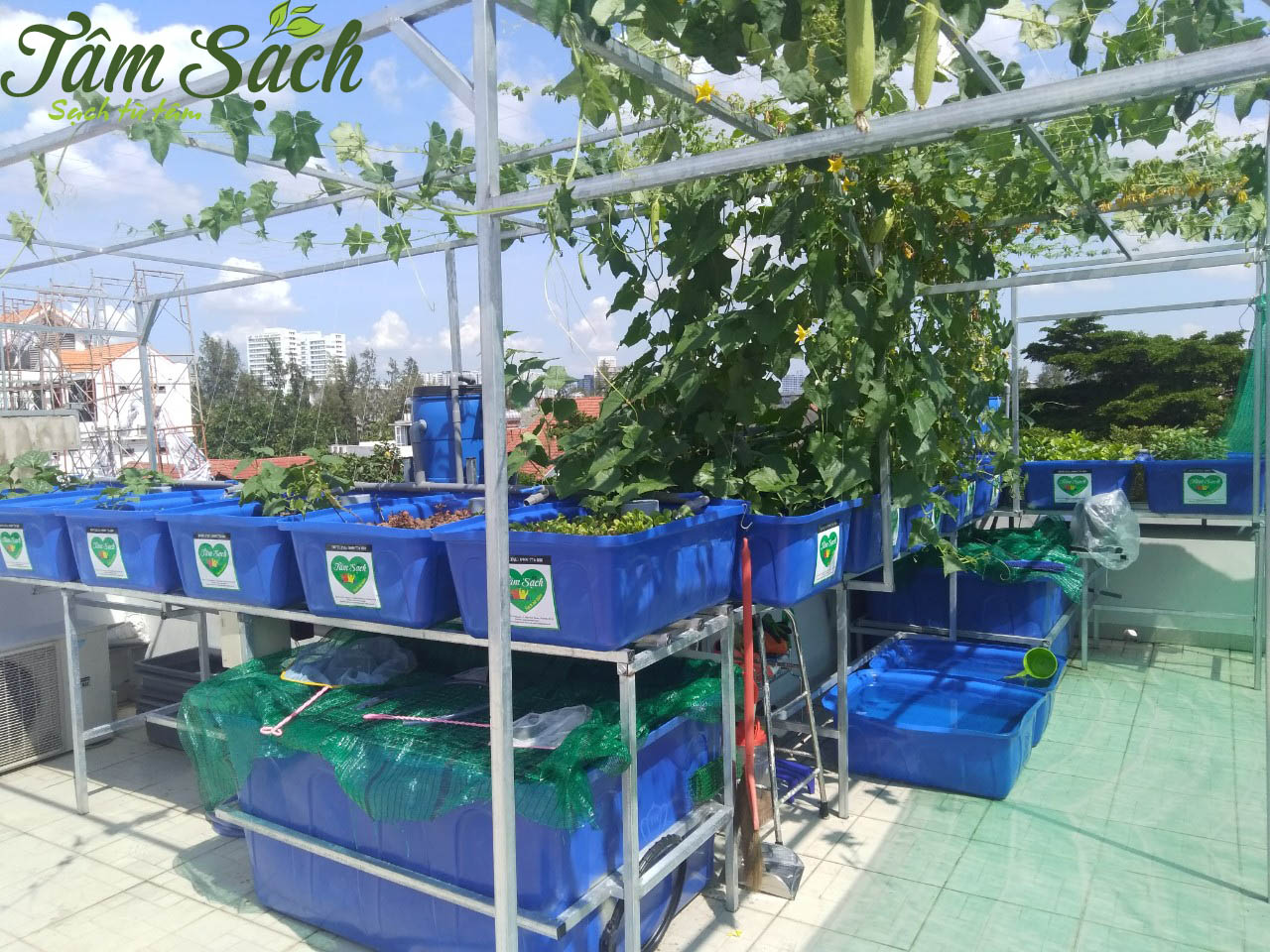 mô hình trồng rau hữu cơ