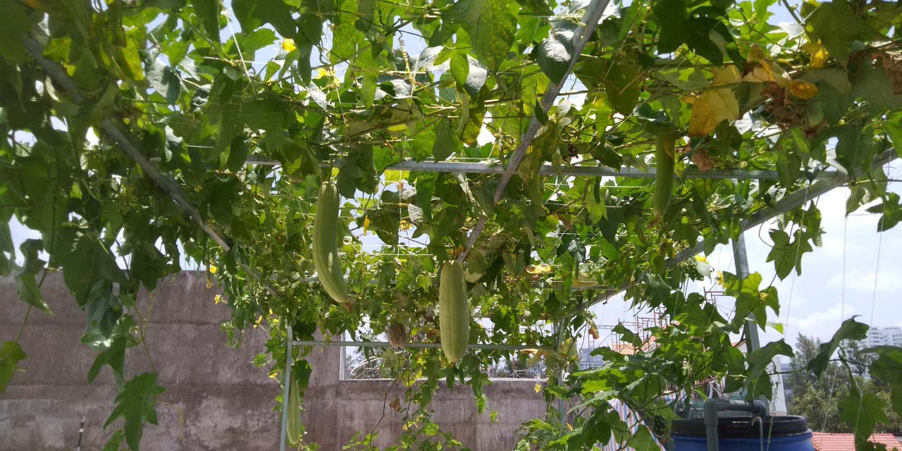 mô hình trồng rau hữu cơ