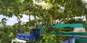 mô hình trồng rau hữu cơ