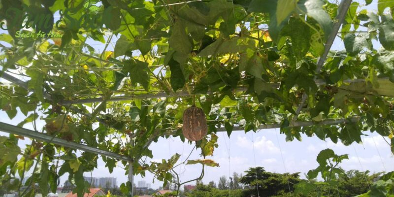 mô hình trồng rau hữu cơ