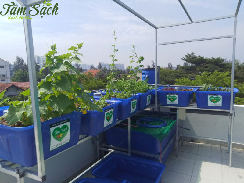Mô hình trồng rau hữu cơ