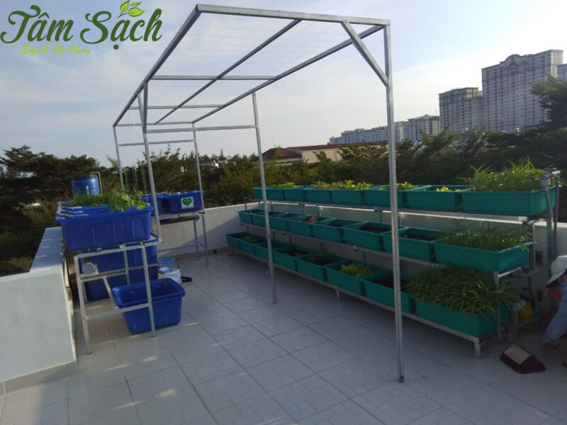 Mô hình trồng rau hữu cơ