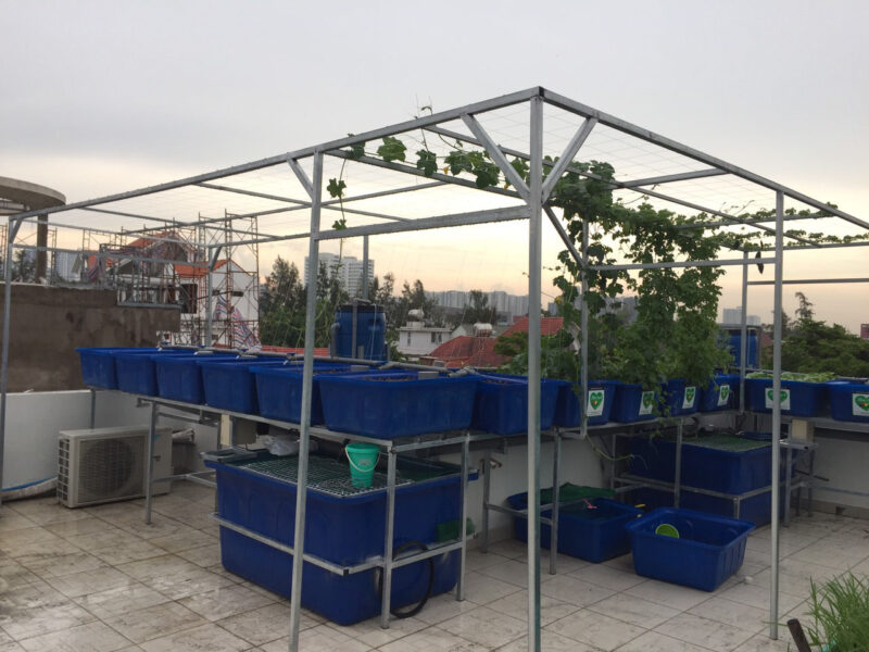 mô hình trồng rau hữu cơ