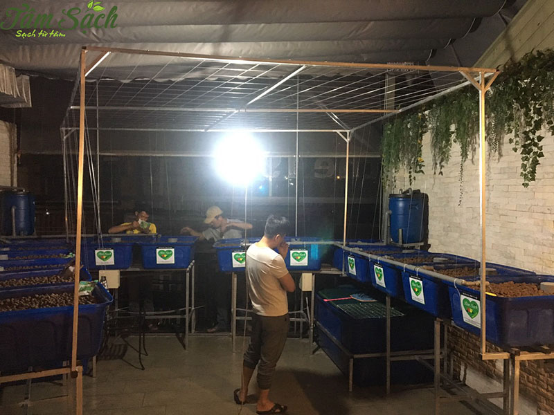 vườn rau tại nhà