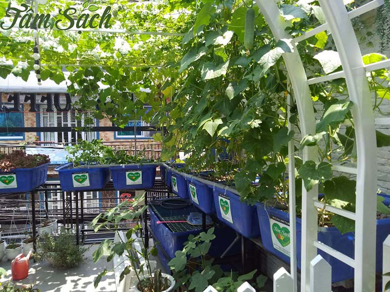 vườn rau tại nhà