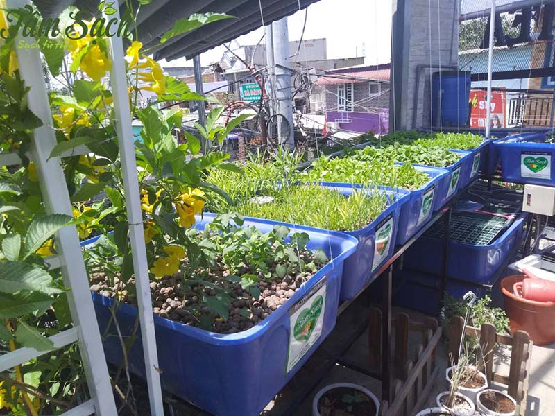 vườn rau tại nhà