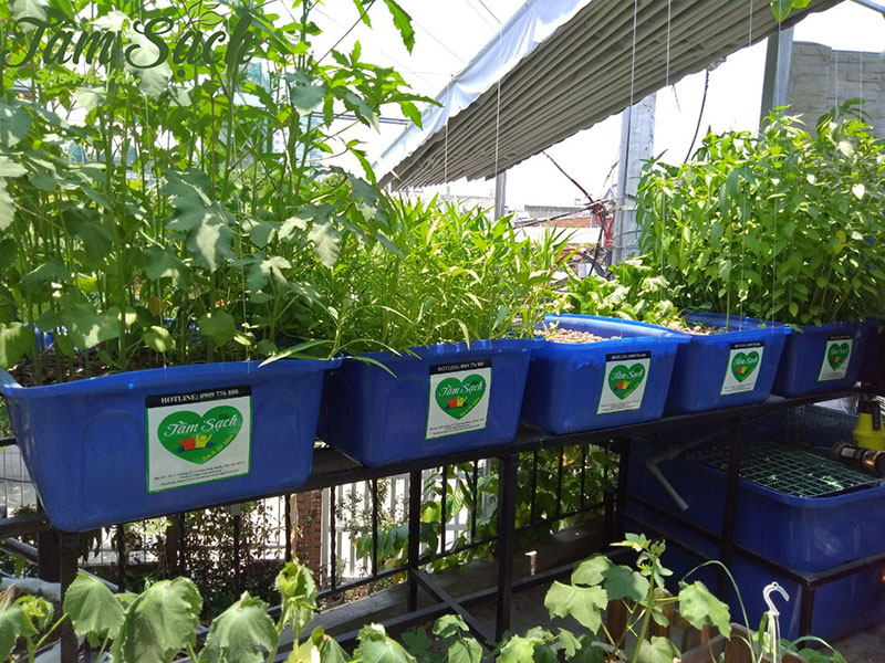 vườn rau tại nhà
