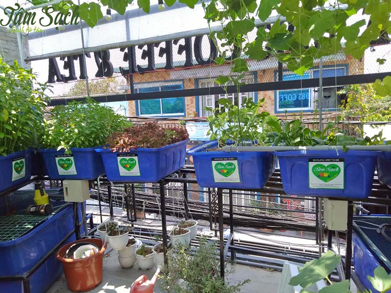 vườn rau tại nhà