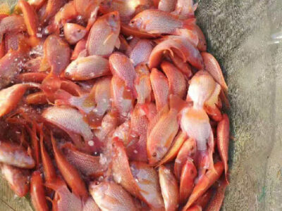 cá diêu hồng giống