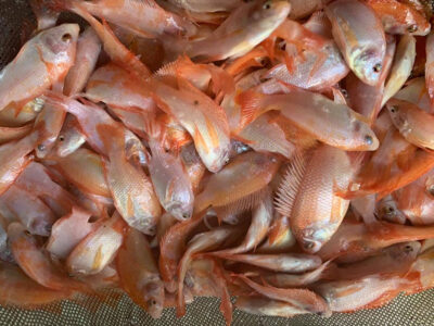 cá diêu hồng giống