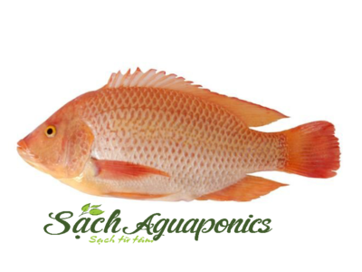 cá diêu hồng giống