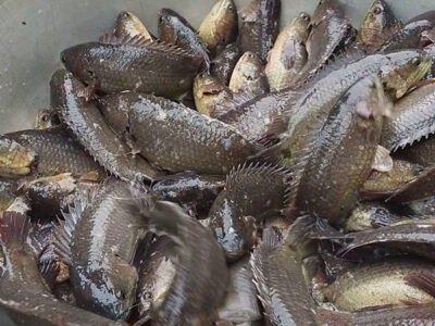 cá rô đồng giống