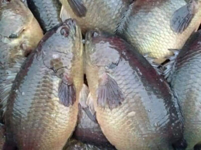 cá rô đồng giống