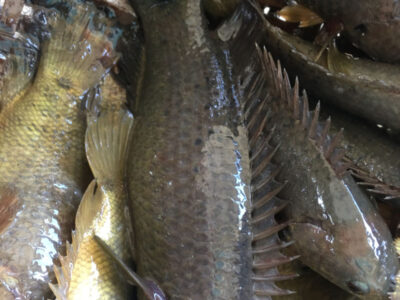 cá rô đồng giống