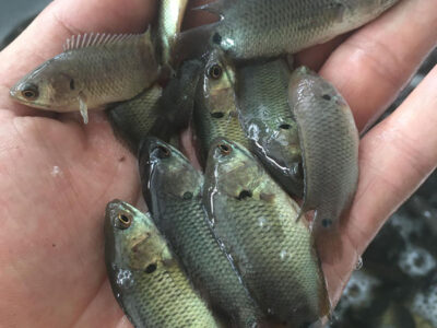 cá rô đồng giống