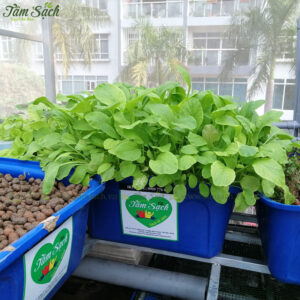 cách trồng rau cải tại nhà