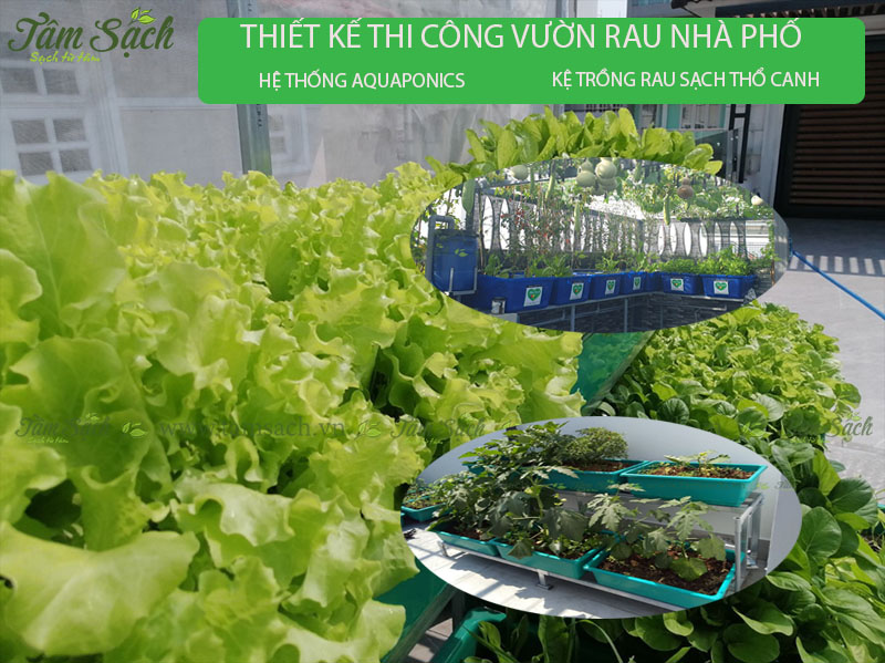 công ty tâm sạch thi công vườn rau