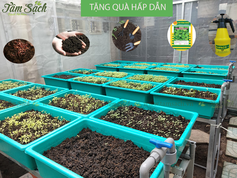 công ty tâm sạch thi công vườn rau