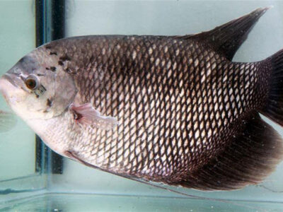 giống cá tai tượng