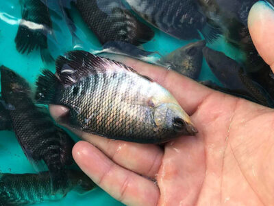 giống cá tai tượng