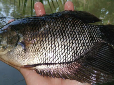 giống cá tai tượng