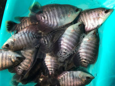 giống cá tai tượng