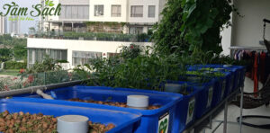 hệ thống thuỷ canh Aquaponics tại ban công