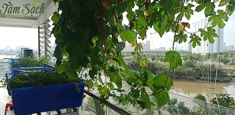 hệ thống thuỷ canh Aquaponics tại ban công