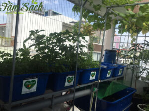 hệ thống trồng rau sach Aquaponics tại Phú Nhuận