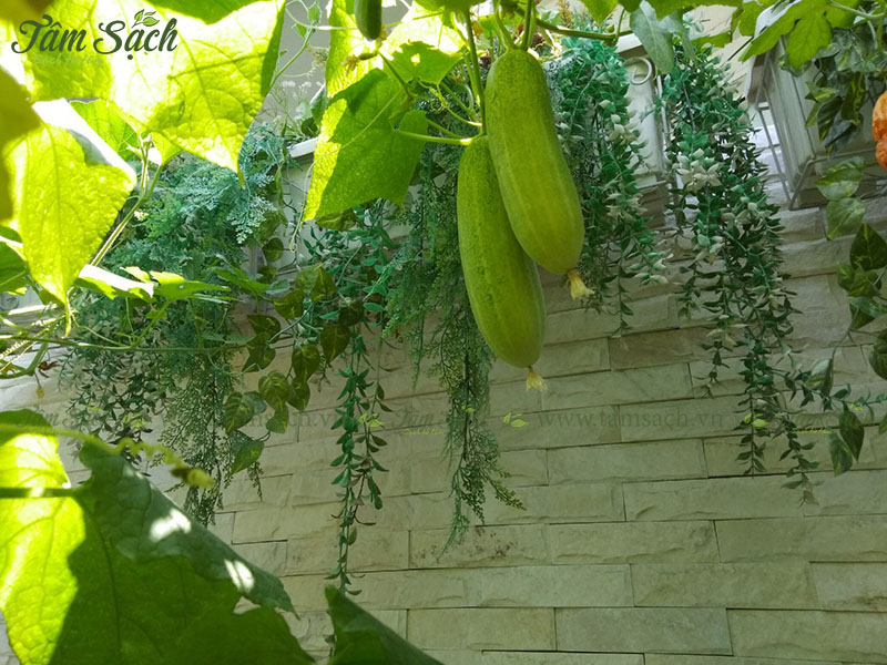 kĩ thuật trồng cây dưa leo thuỷ canh