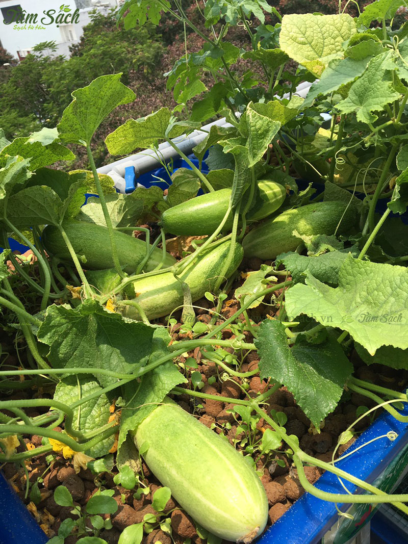 kĩ thuật trồng cây dưa leo thuỷ canh