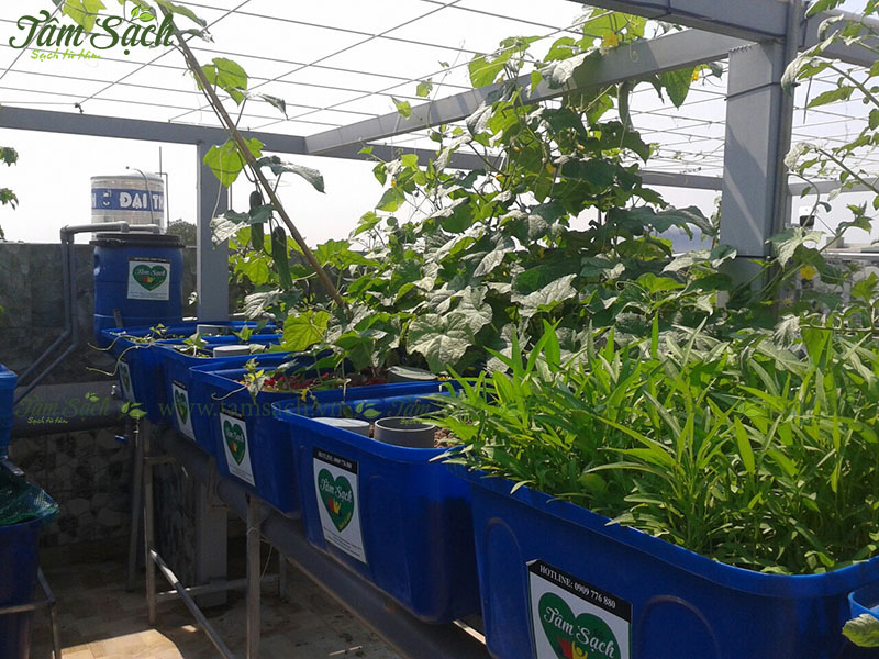 kĩ thuật trồng cây dưa leo thuỷ canh