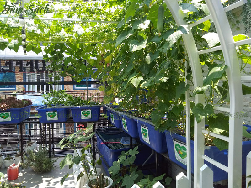 kĩ thuật trồng cây dưa leo thuỷ canh