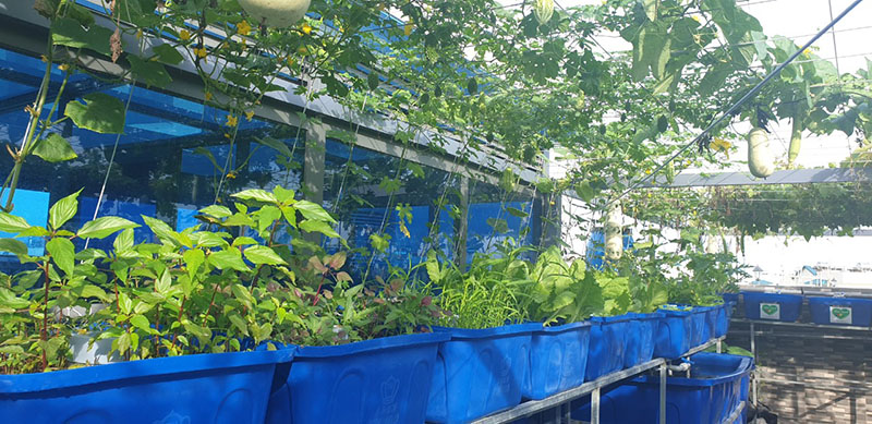 Mô hình vườn rau gia đình q12