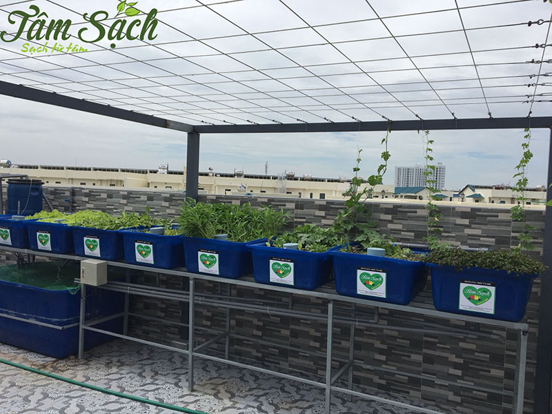 Mô hình vườn rau gia đình q12