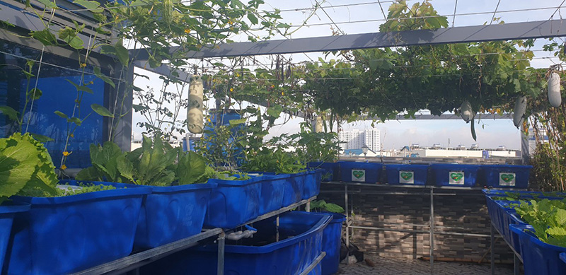 Mô hình vườn rau gia đình q12