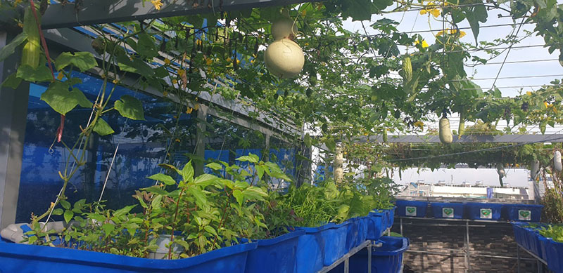 Mô hình vườn rau gia đình q12