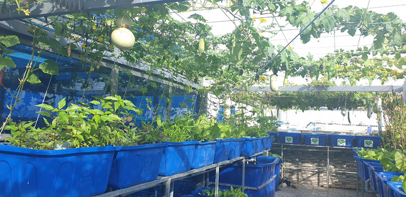 Mô hình vườn rau gia đình q12