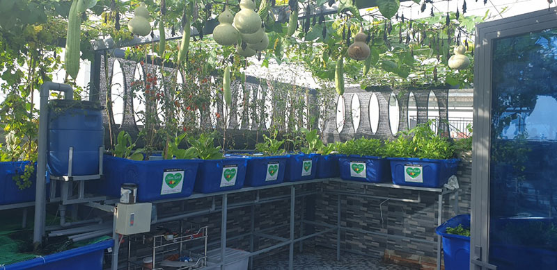 Mô hình vườn rau gia đình q12